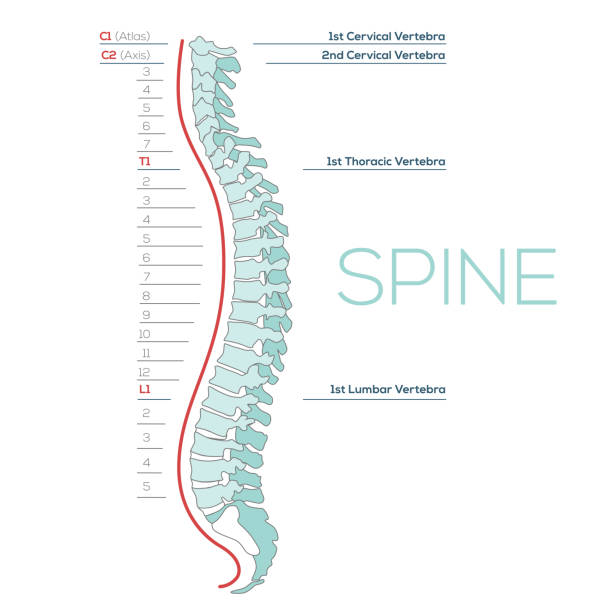 wektor ilustracja medyczna kręgosłupa, schemat ludzkiego kręgosłupa - human spine human vertebra disk spinal stock illustrations