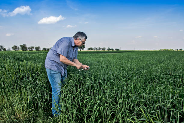 istock Agronomist in the field with wheat 1286028331
