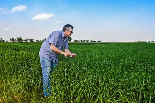 istock Agronomist in the field with wheat 1286028333