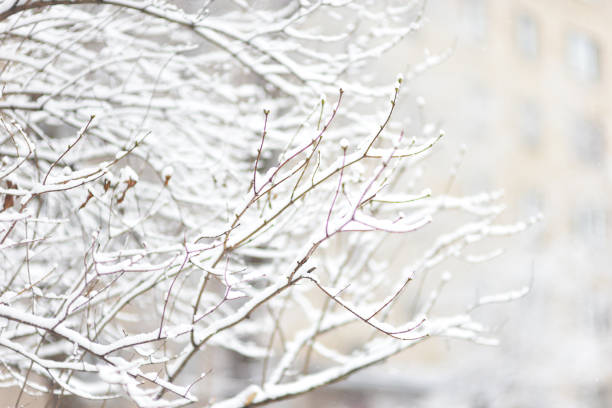 istock branches in the snow on a white blurred background 1286028418