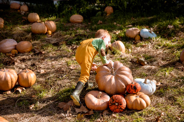 istock Little Boy playing in Pumpkin pitch 1286028474
