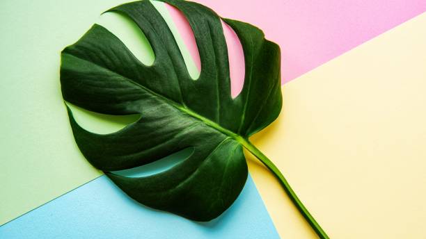 istock The leaf is a plant organ that grows from a twig. 1286029737