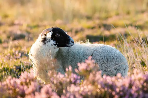 A sheep ewe amongst the pink heather during sunrise in the Peak District National Park in Derbyshire, England