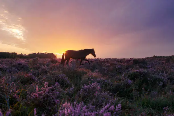 Photo of Pony at Sunset in the Heather