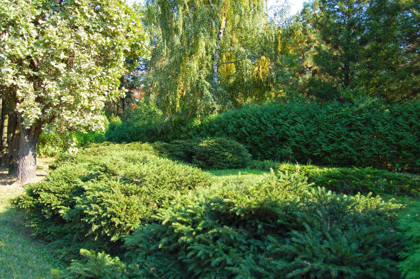 istock Green Chamaecyparis plant 1286032617