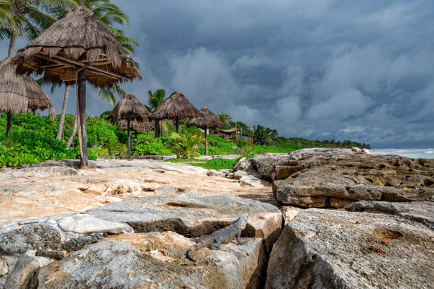 istock Iguana on the tropical beach on Caribbean Sea. Mexico. 1286033391