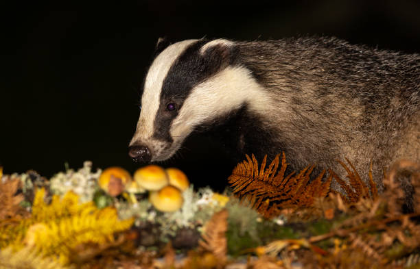istock Badger in Autumn with toadstools and golden ferns 1286033565