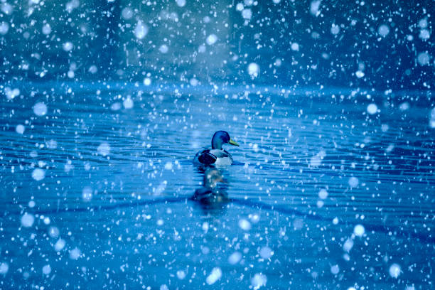Winter nature and animals. Mallard.