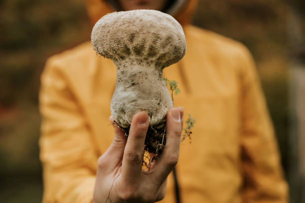 Man in yellow raincoat is holding big mushroom in the woods.