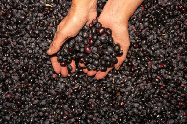 istock Piles of raw black olives 1286035477