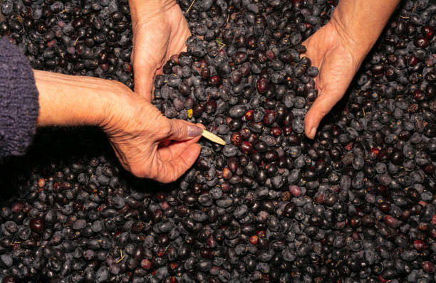 istock Women's hands with raw black olives 1286035636
