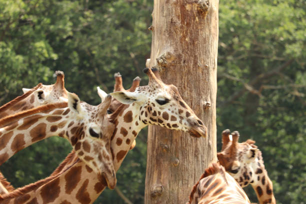 mamíferos paseando, comiendo y durmiendo en un parque de safari británico - 30057 fotografías e imágenes de stock