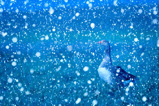 Amazing frozen water  in the mountains