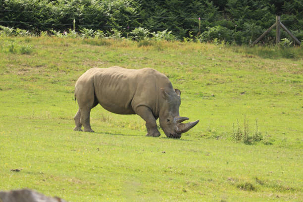 Mammals strolling, eating and sleeping in a British safari park