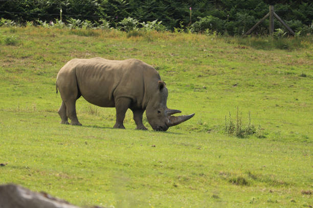 istock Mammals strolling, eating and sleeping in a British safari park 1286037944