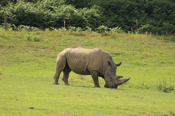 istock Mammals strolling, eating and sleeping in a British safari park 1286037955