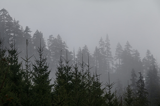 Lush forest area on Vancouver Island on a foggy day.