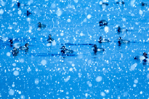 Winter nature and animals.