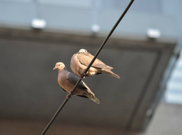 istock Two small pigeons posing on top of a wire 1286040240
