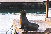 Sea lions at San Francisco