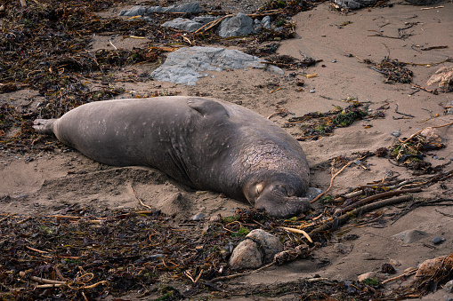 Elephant Seals at Piedras Blancas State Park next to the BIg Sur Highway, California, United States.