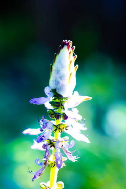 istock Macro view of flower head. 1286042556