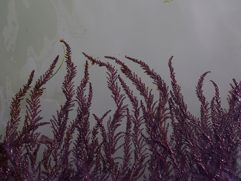 Curving fronds of purple red seaweed growing on the surface of still seawater