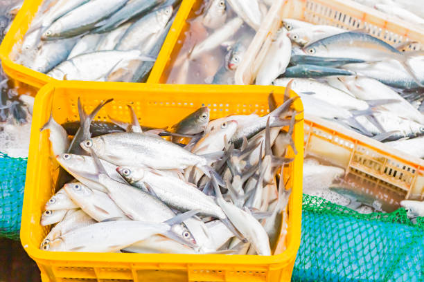 istock fresh milkfish cathed and landed in philippines 1286044356