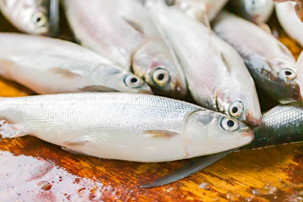 istock fresh milkfish cathed and landed in philippines 1286044358