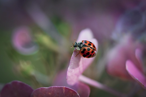 A ladybird (Coccinella septempunctata) sitting on a green plant in a garden, raindrops
