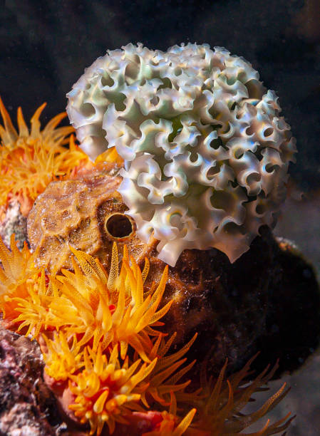 istock Elysia crispata, lettuce sea slug, 1286045209