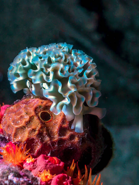 istock Elysia crispata, lettuce sea slug, 1286045273