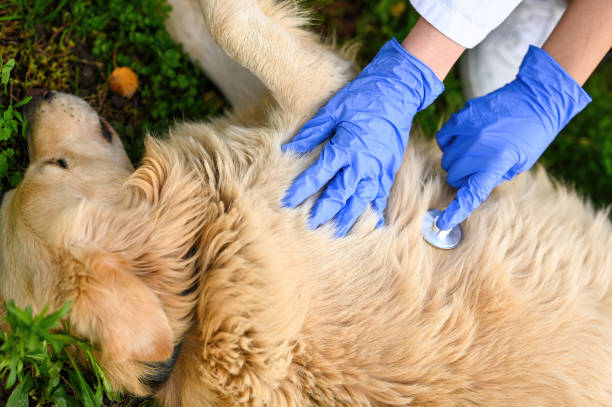 istock Veterinarian first aid action, senior dog treatment 1286045315