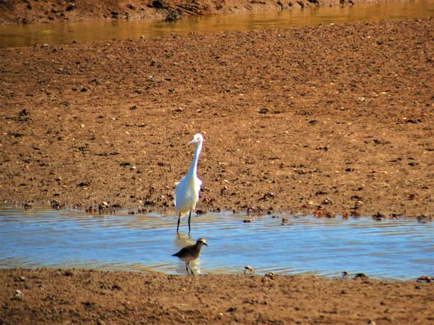 istock Nature landscape with great egret . 1286045856