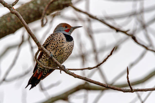 Male Red Shafted Northern Flicker perches on a tree branch