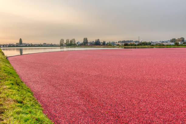 istock farm cranberry bog, British Columbia, Canada 1286045894