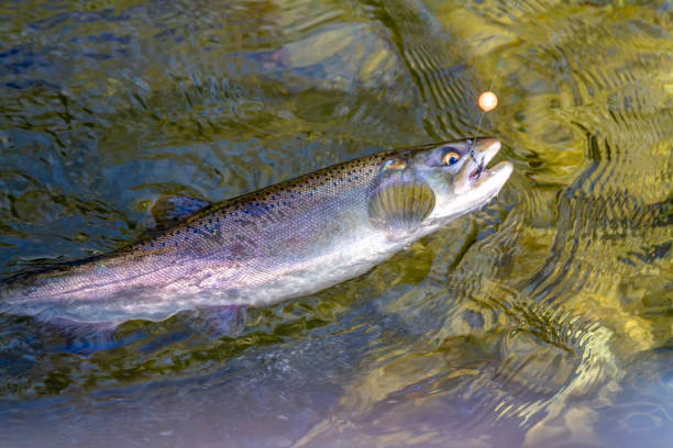 istock Salmon on the hook in the water 1286045900