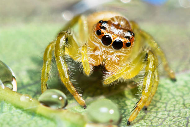 istock close up view of spider 1286045901