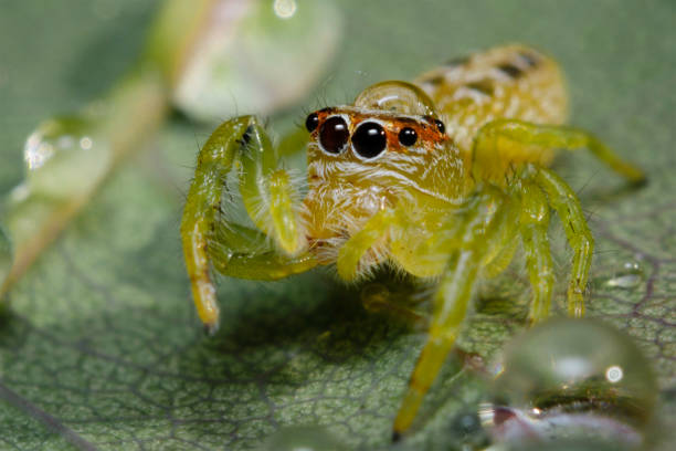 istock Close up view of jumping spider. 1286045905