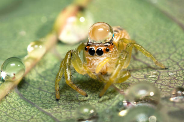 close up view of spider.