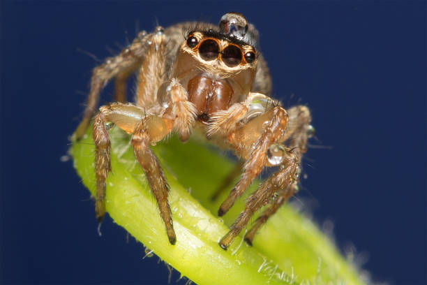istock Close up view of spider 1286045910