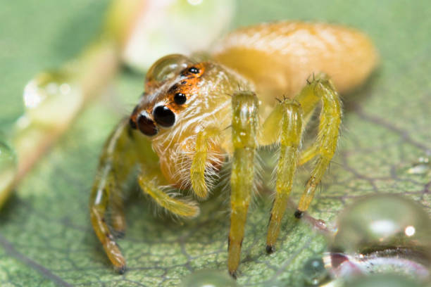 istock Close up view of spider 1286045913