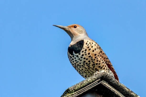 Male Red Shafted Northern Flicker perches on a roof