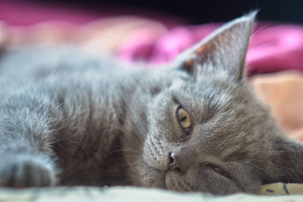 istock Grey scottish straight kitten is laying on the bed on yellow blanket and looking forward at camera with concentration. Close-up portrait. Natural light in bedroom. Kitten is relaxing after short nap and just opened eyes. Blurred background. 1286046041