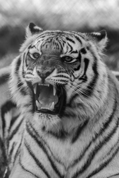 istock Tiger black and white closeup roaring with mouth open teeth showing 1286046796
