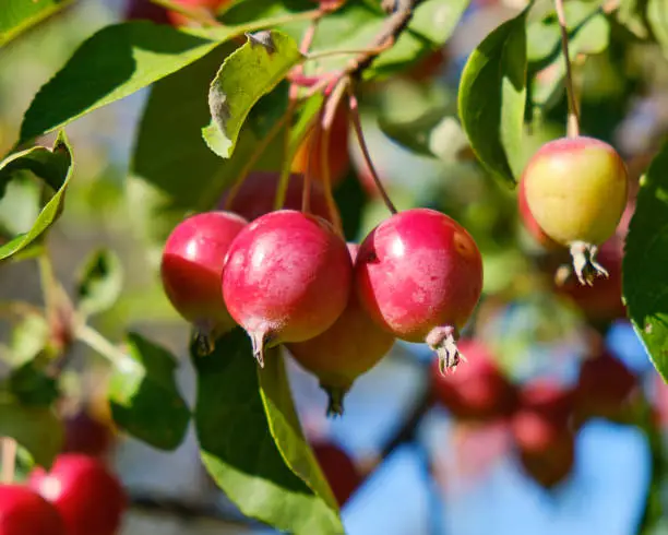 Close up of the fruit of a Gallaway Crab apple tree (Malus Callaway) in late summer