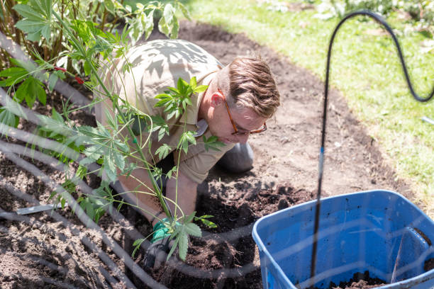 istock Gardener working with his plants on a summer evening 1286048312