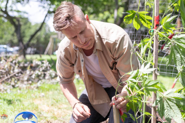 istock Gardener working with his plants on a summer morning 1286048313