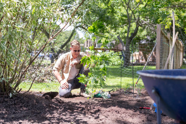 istock Gardener working with his plants on a summer morning 1286048314