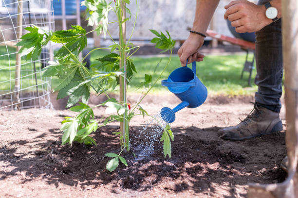 Man watering plants in a garden A gardener waters a marijuana large plant in his garden. The shot is focused on the plant and watering container. He is mostly cropped out. healthy marijuana cannabis plant growing in a garden stock pictures, royalty-free photos & images